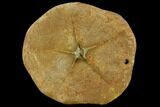 Miocene Fossil Echinoid (Clypeaster) - Taza, Morocco #114601-3